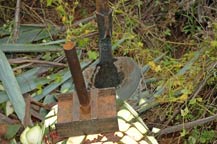 a coa de jima is used to harvest agave plants