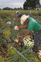 jimadors work in the fields cutting agave plants