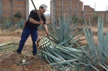 a "jimador" trims the leaves from an agave