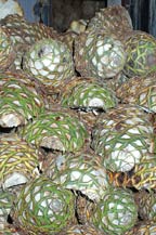 agave pi&ntilde;as or pineapples stacked in front of an oven waiting to be cooked 