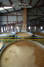 blue agave must (mosto) is fermented in stainless steel tanks