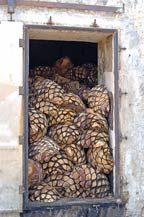 cooked agave pi&ntilde;as (hearts) in a traditonal stone oven