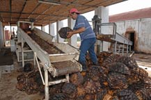 Cooked agave piñas (hearts) are placed on the crusher at Tres Mujeres Tequila